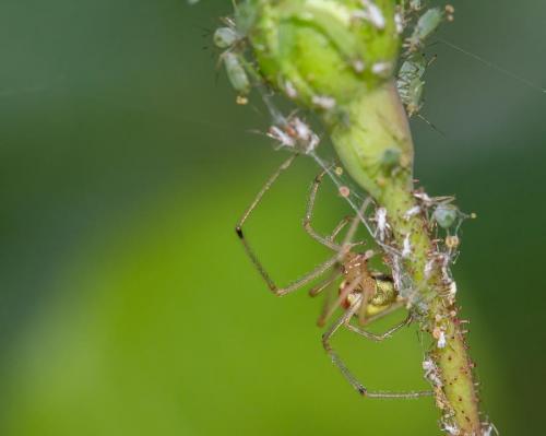 Réf. 146 440 : Enoplognatha sp.