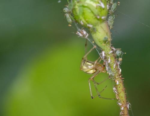Réf. 146 441 : Enoplognatha sp.