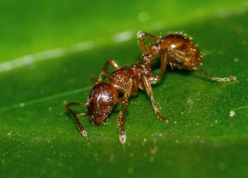 Réf. 146 142 : Myrmica ruginodis