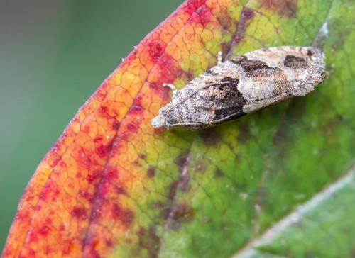 Réf. 146 458 : Eudemis profundana