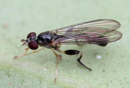 Sphegina sp.