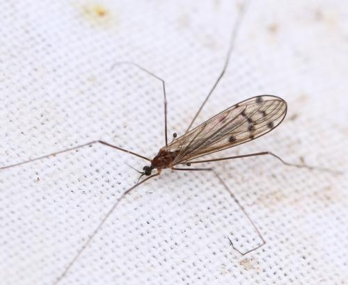 Achyrolimonia decemmaculata