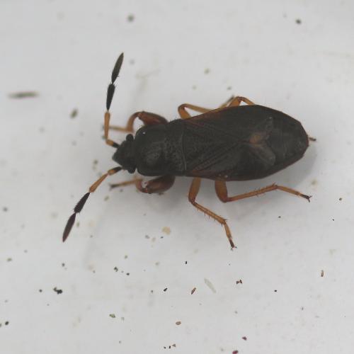 Réf. 146 459 : Megalonotus antennatus