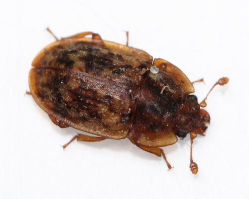 Soronia punctatissima