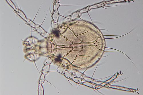 Réf. 146 169 : Arrenurus sp.