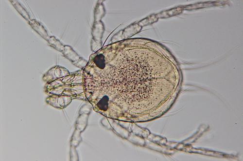 Arrenurus sp.