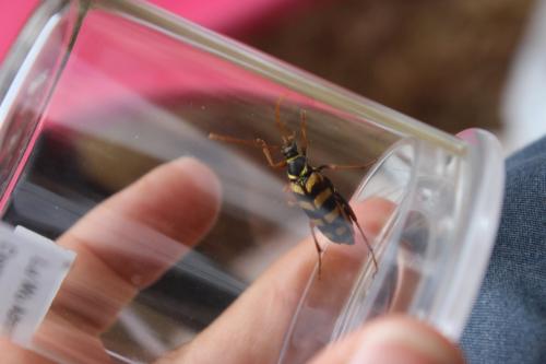 Leptura aurulenta