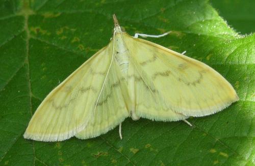 Réf. 146 703 : Paratalanta hyalinalis