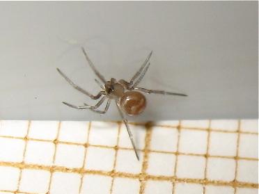 Steatoda grossa