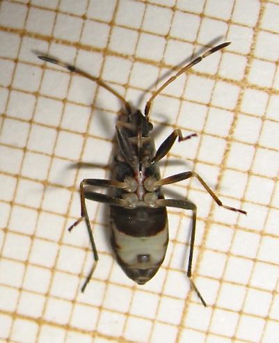 Beosus maritimus