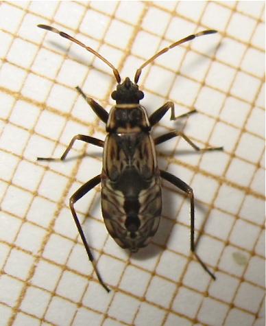 Beosus maritimus
