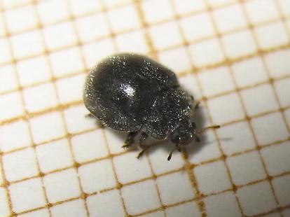 Réf. 146 009 : Rhyzobius forestieri
