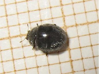 Rhyzobius forestieri