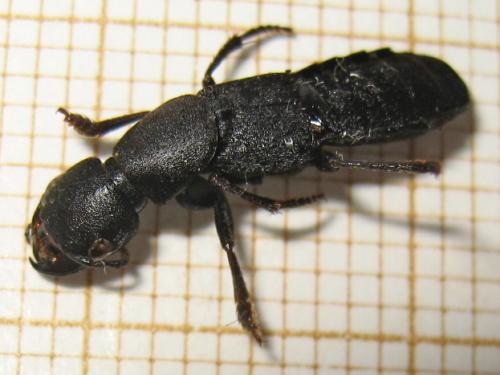 Réf. 146 101 : Ocypus olens