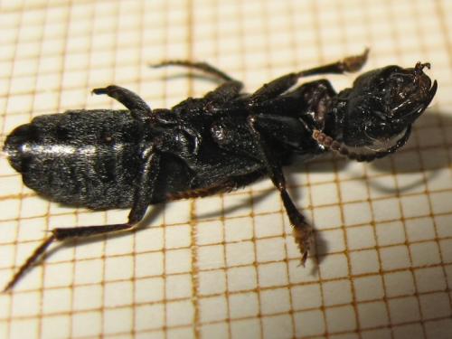 Réf. 146 100 : Ocypus olens