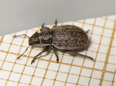 Réf. 146 307 : Strophosoma faber