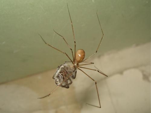 Réf. 146 309 : Pholcus phalangioides