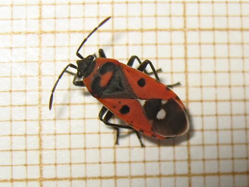 Melanocoryphus albomaculatus