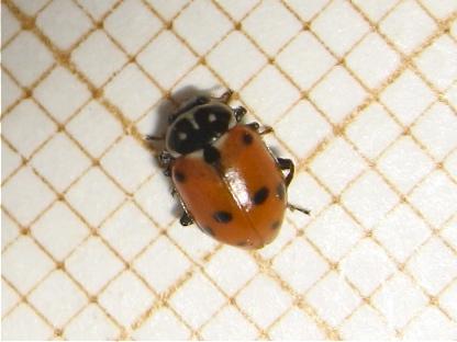 Hippodamia variegata