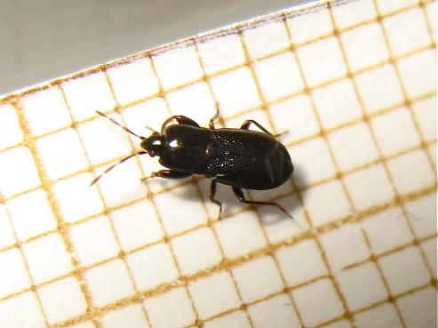 Plinthisus brevipennis