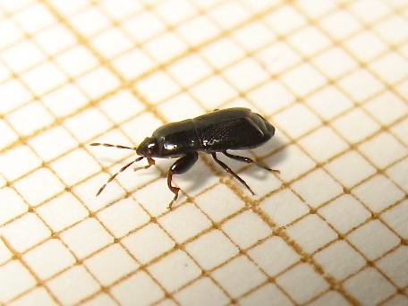Plinthisus brevipennis