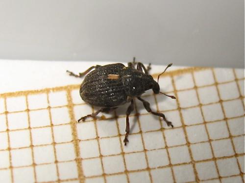 Rhinoncus pericarpius