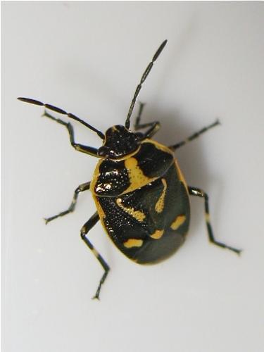 Eurydema oleracea