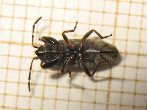 Megalonotus emarginatus