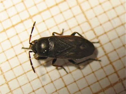 Megalonotus emarginatus