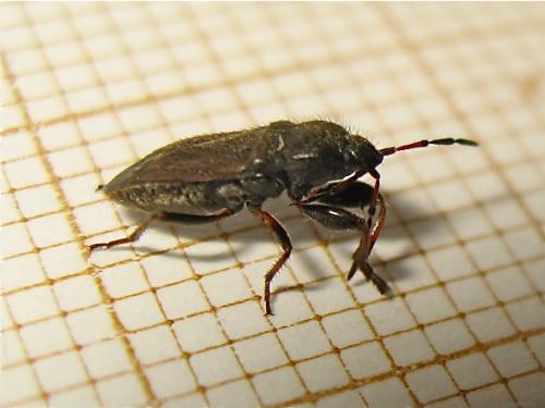 Megalonotus emarginatus