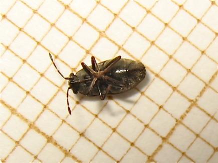 Réf. 146 496 : Stygnocoris sp.