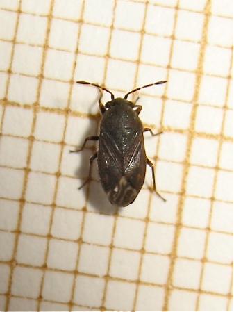 Réf. 146 497 : Stygnocoris sp.