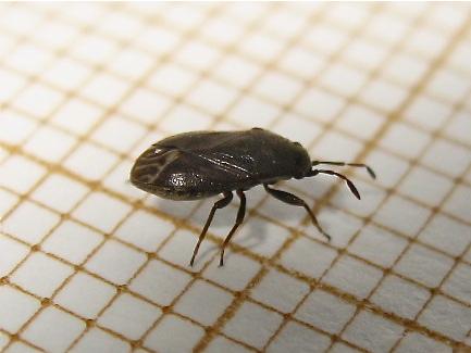 Réf. 146 498 : Stygnocoris sp.