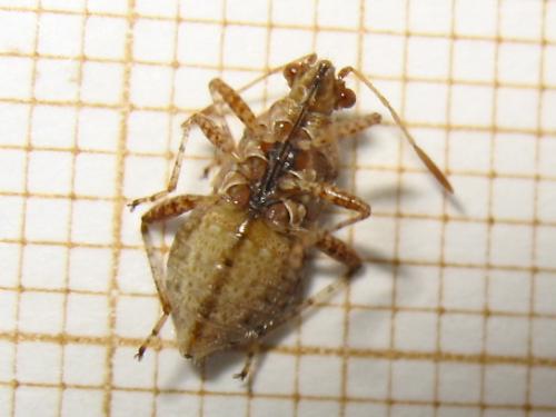 Rhopalus subrufus