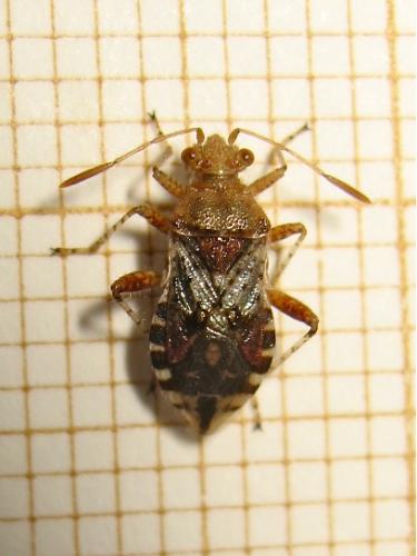 Réf. 146 495 : Rhopalus subrufus
