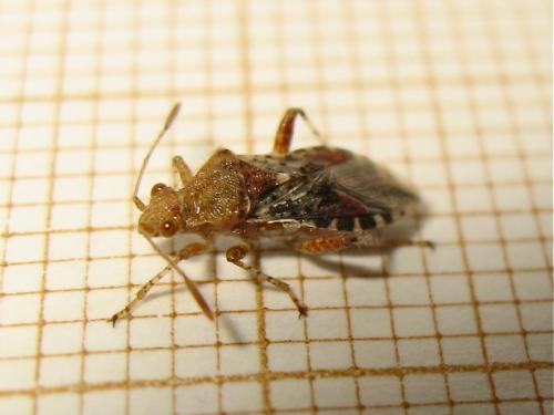 Rhopalus subrufus