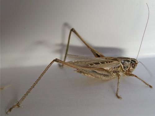Tessellana tessellata tessellata