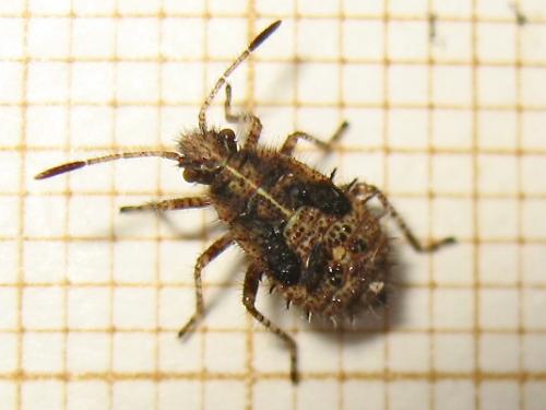 Rhopalus subrufus