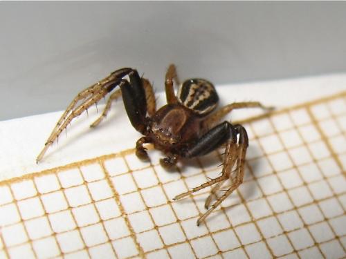 Réf. 146 618 : Xysticus erraticus