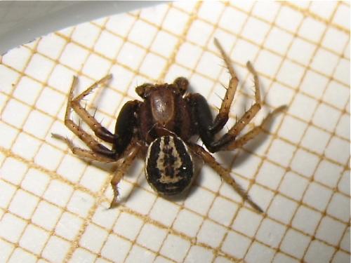 Réf. 146 619 : Xysticus erraticus