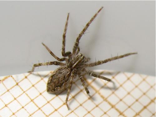 Pisaura mirabilis