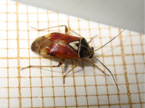 Lygus sp.