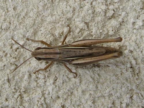 Euchorthippus declivus
