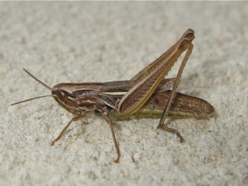Euchorthippus declivus