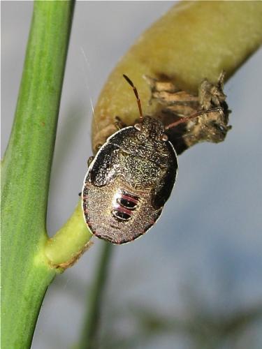 Réf. 146 679 : Piezodorus lituratus