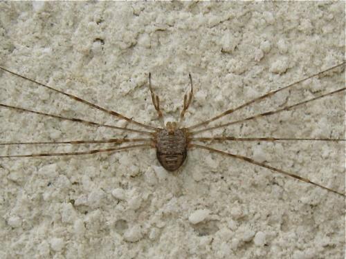 Réf. 146 676 : Dicranopalpus ramosus