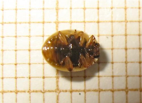 Adalia decempunctata