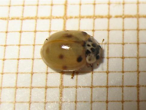 Réf. 146 674 : Adalia decempunctata