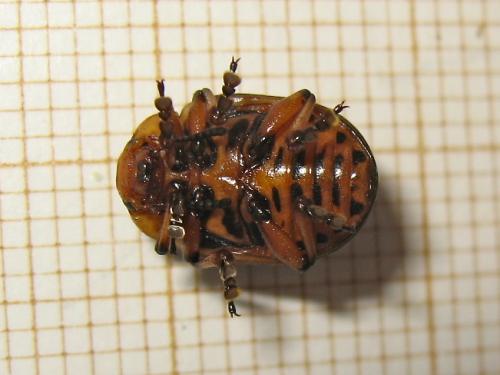 Leptinotarsa decemlineata