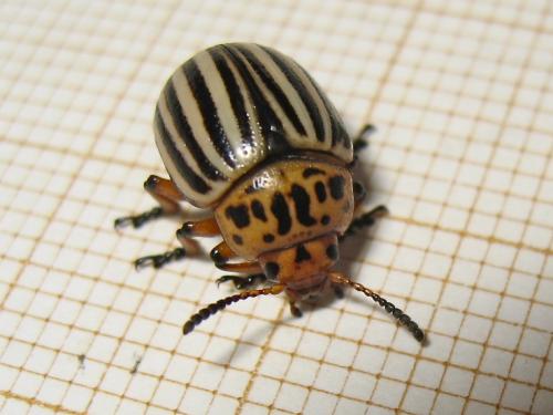 Réf. 146 739 : Leptinotarsa decemlineata